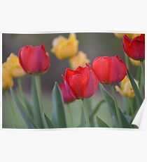 Tulips Poster