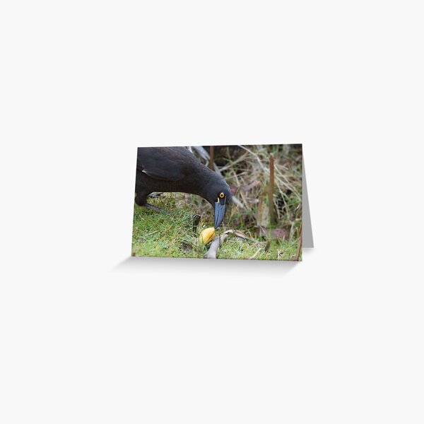 Currawong watching me Greeting Card