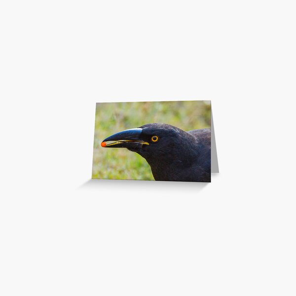beak detail of the currawong Greeting Card