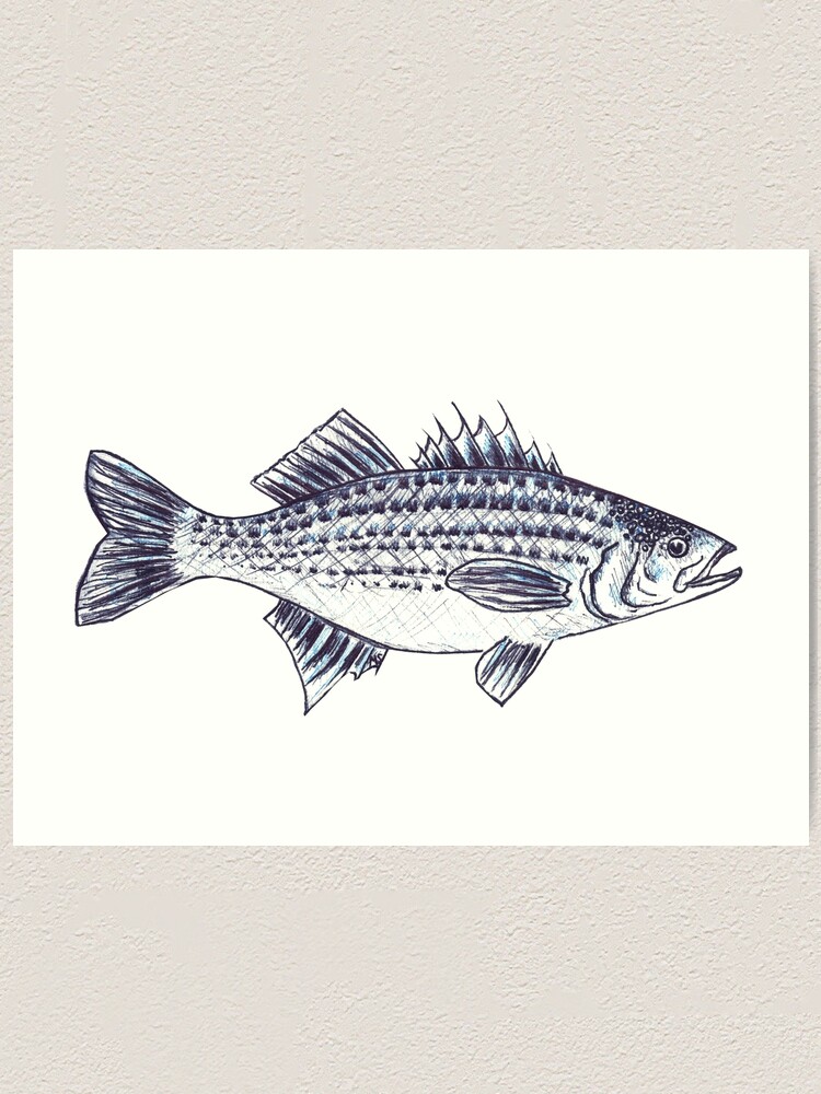 Striped Bass Fish Illustration Walter Art Print for Sale by  Michelebuttons
