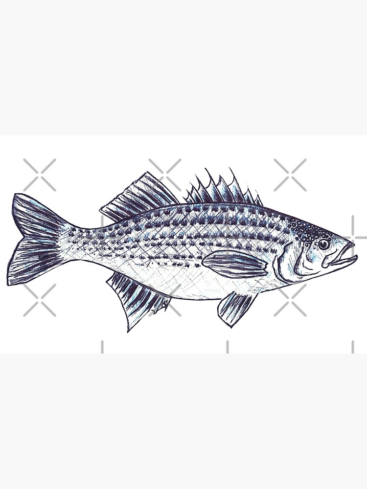Striped Bass Fish Illustration Walter Art Print for Sale by  Michelebuttons