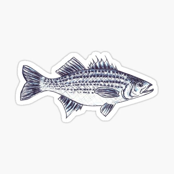 Funny Fish Sticker Striped Bass Boat Decal Bass Fishing Sticker Vinyl  Laptop Freshwater Fish Decal Gift for Fisherman Grandpa Fathers Day #5 by  Lukas
