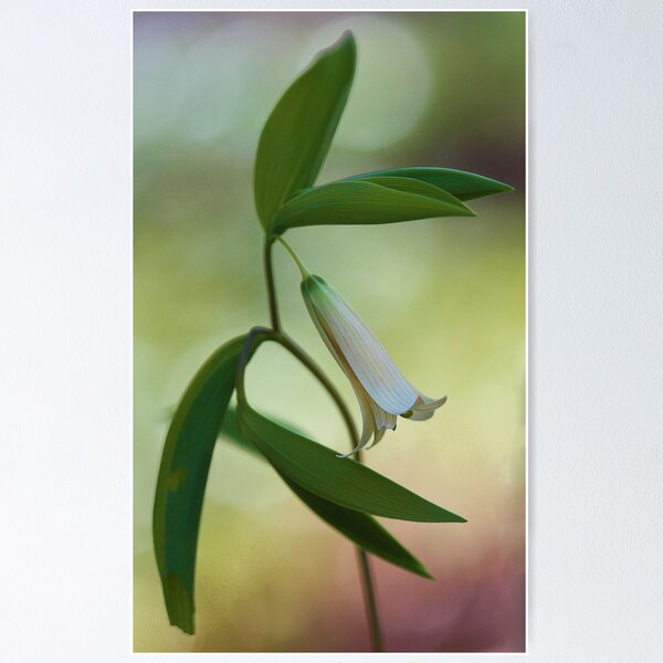 Item preview, Bellwort --- Spring 2013 designed and sold by T.J. Martin.