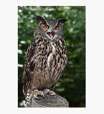 Eurasian Eagle-Owl Photographic Print