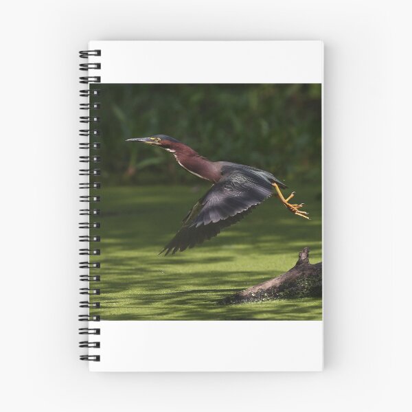 Item preview, Green Heron Liftoff designed and sold by James Cumming.