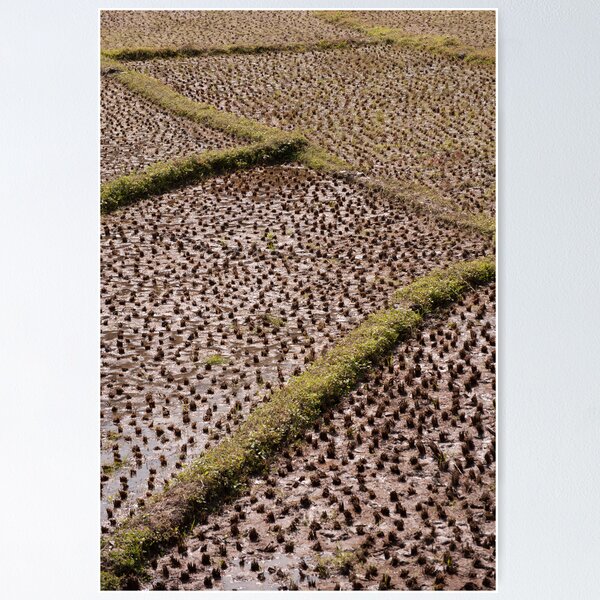 Item preview, Paddy fields designed and sold by ccullen222.