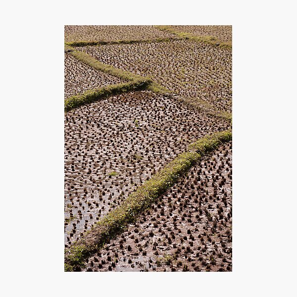 Item preview, Paddy fields designed and sold by ccullen222.