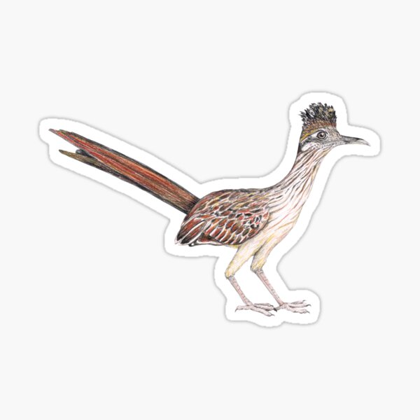Roadrunner Sticker