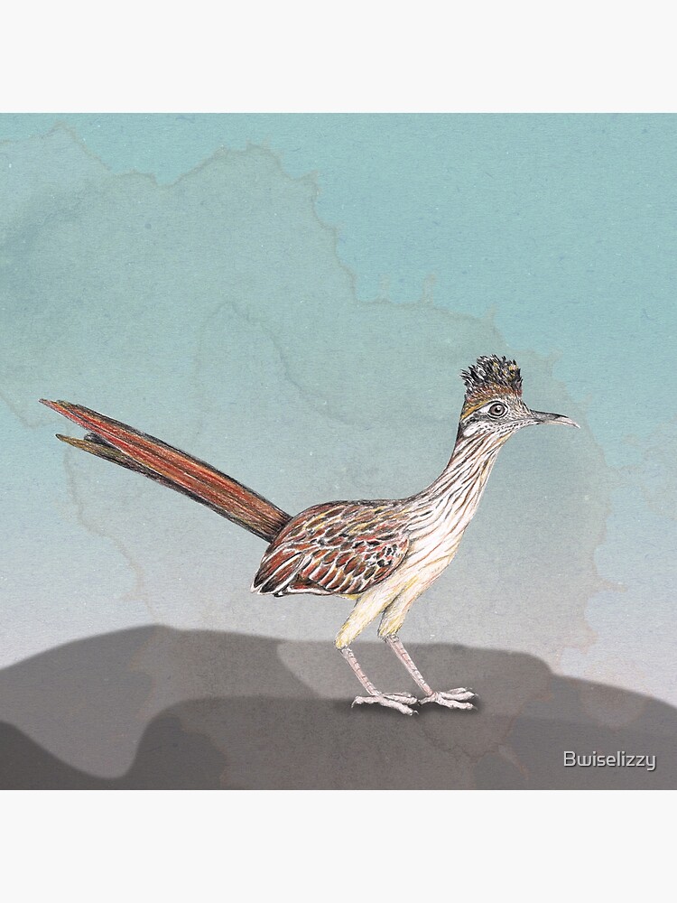 Greater Roadrunner - Jay's Bird Barn