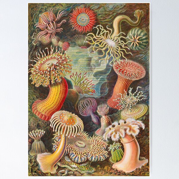 Item preview, Ernst Haeckel Sea Anemones Vintage Illustration designed and sold by Vintage Wall Art.