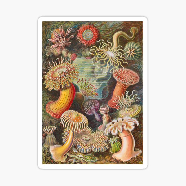 Artikel-Vorschau von Ernst Haeckel Seeanemonen Vintage Illustration, designt und verkauft von Vintage Wall Art.