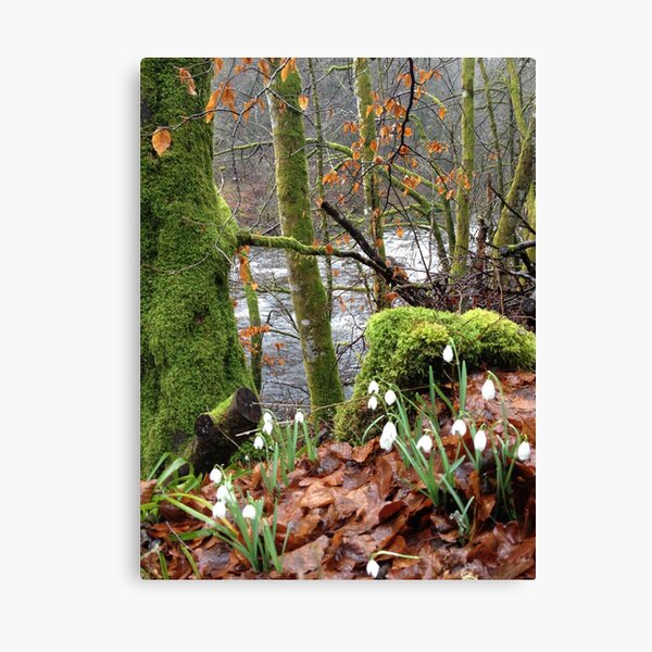 Item preview, Snowdrops in Perthshire.  designed and sold by LBMcNicoll.