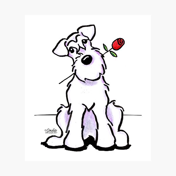 White Schnauzer Sweetheart Photographic Print