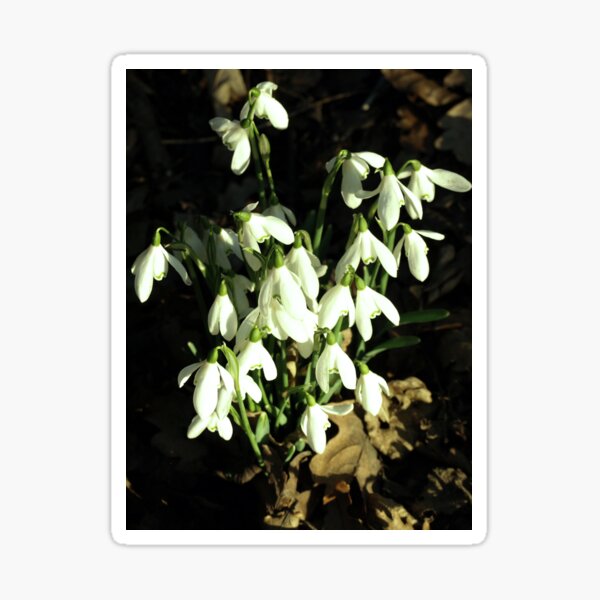 Snow Drops Spring Sticker