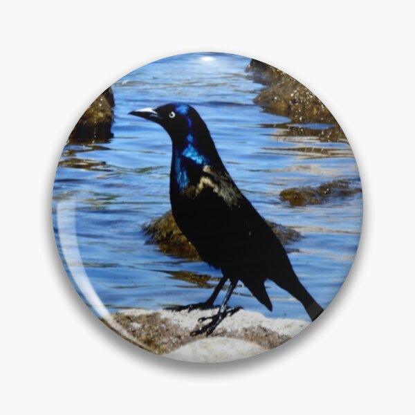 Item preview, Common Grackle at the Lake designed and sold by Nicole Kiefer.