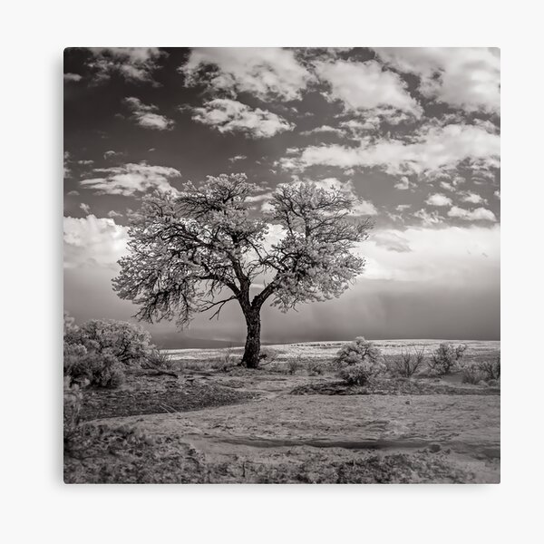 The Last Tree (square crop) Metal Print