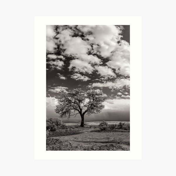 The Last Tree Art Print