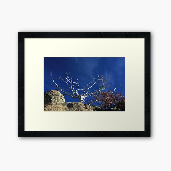 Snow Gum Skeleton Framed Art Print
