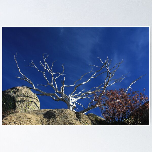 Item preview, Snow Gum Skeleton designed and sold by Charles Kosina.