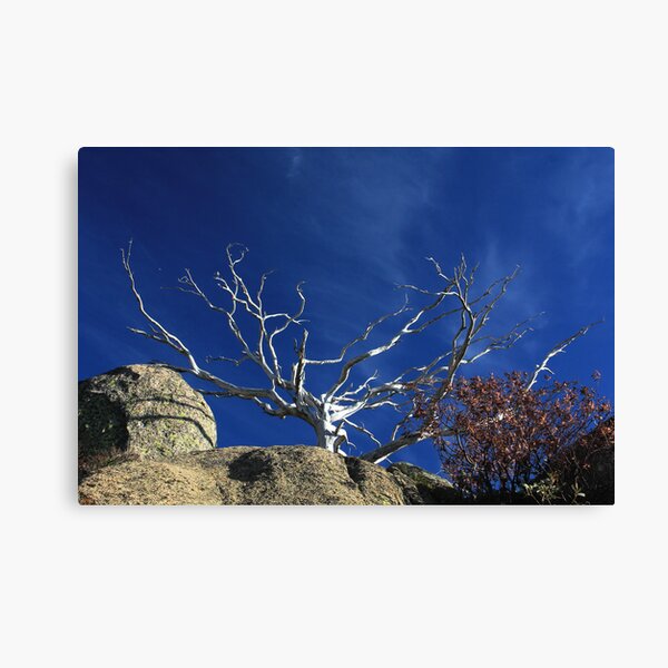 Snow Gum Skeleton Canvas Print