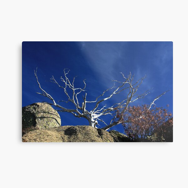 Snow Gum Skeleton Metal Print