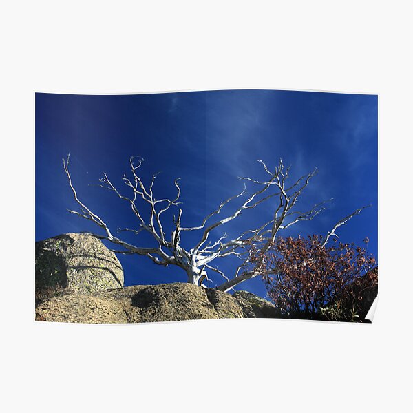 Snow Gum Skeleton Poster