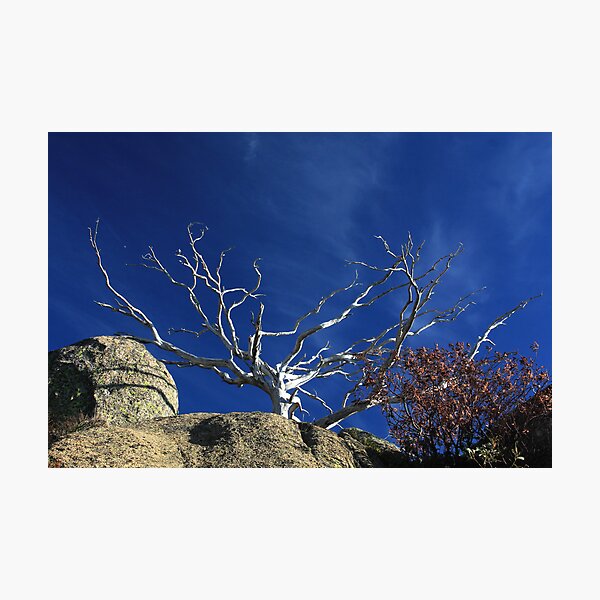 Snow Gum Skeleton Photographic Print