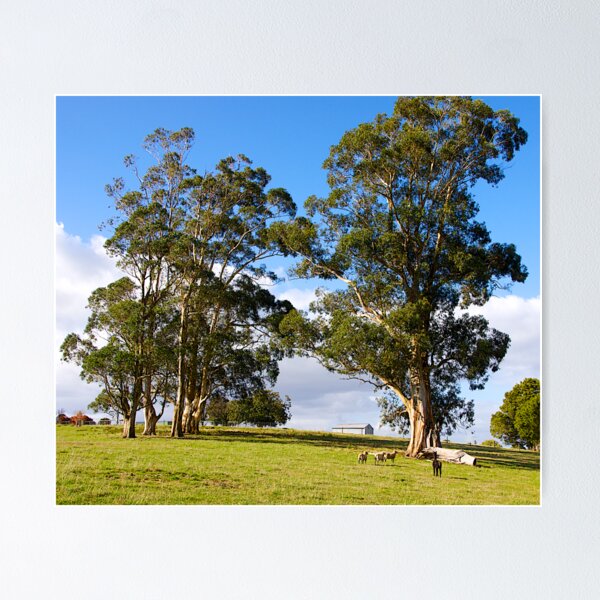 Item preview, Australian Eucalyptus, Jindivik, Gippsland, Victoria. designed and sold by johnrf.