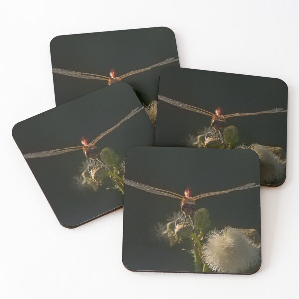 Item preview, Ruddy darter on an overblown flower designed and sold by xophotography.