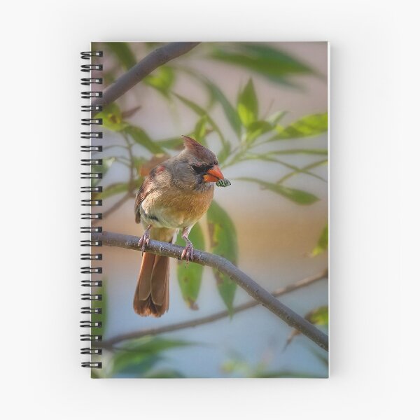 Item preview, Cardinal designed and sold by PhotoArt by Joan Carroll.