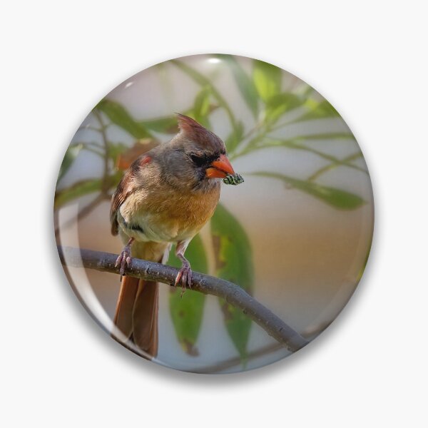 Item preview, Cardinal designed and sold by PhotoArt by Joan Carroll.