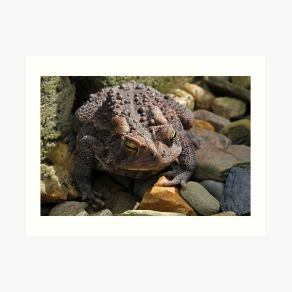 Toad of the Garden Art Print