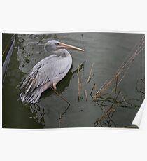 Pelican Poster
