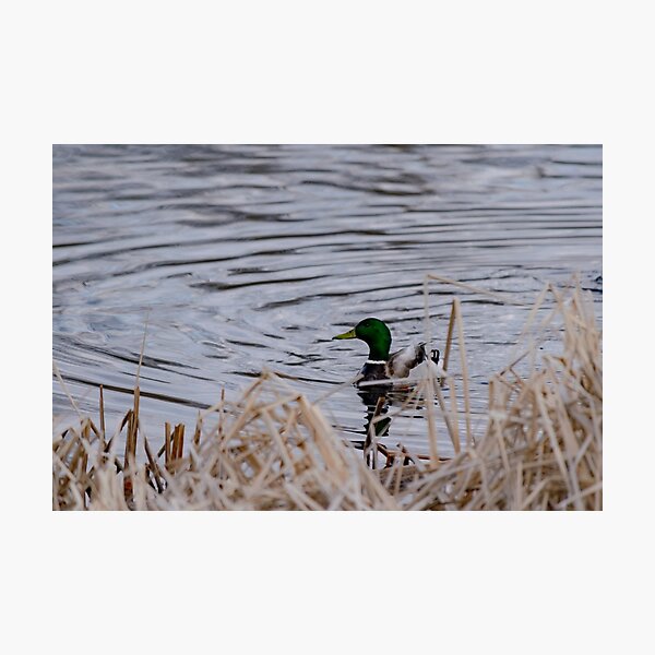 Curious Mallard Duck Photographic Print