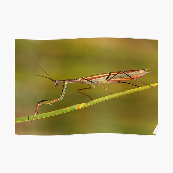 Praying Mantis Poster
