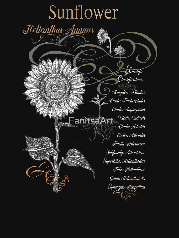 Sunflower Classification Chart