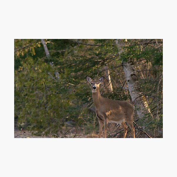 Whitetail Deer Doe Photographic Print