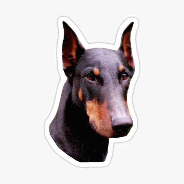Pretty Black Doberman Pinscher Face Sticker
