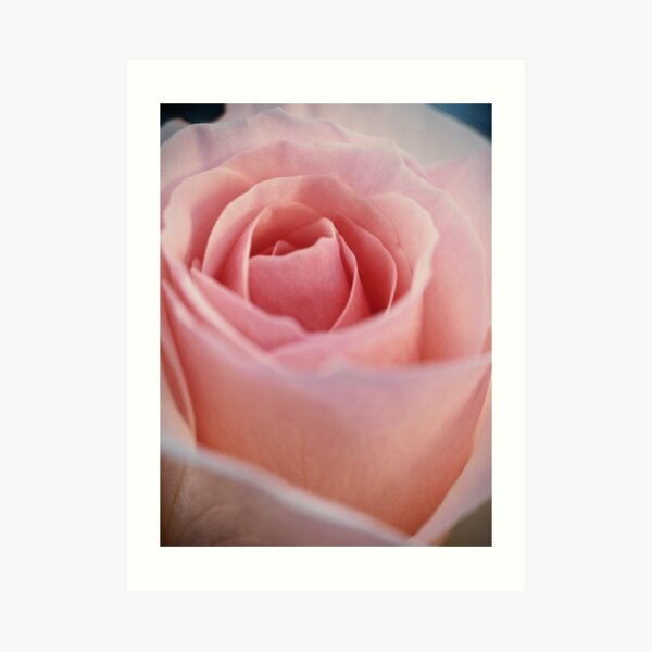 Rose Art Print