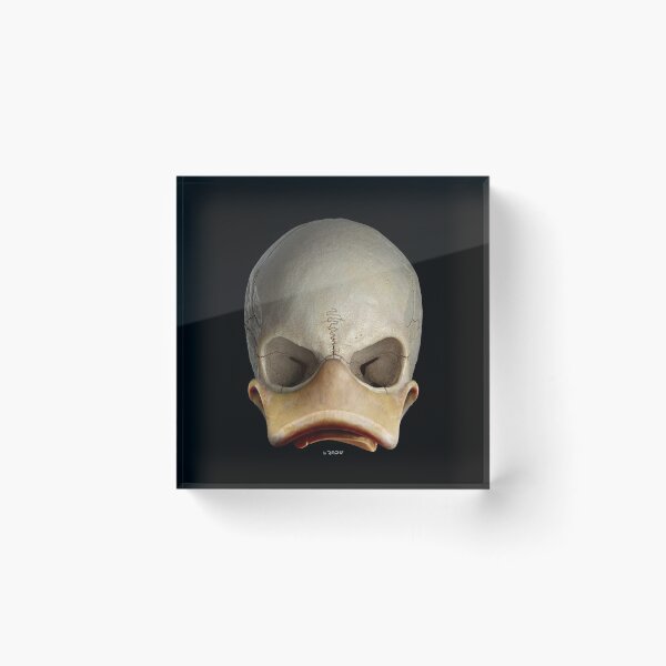 Item preview, SKULLDUCK 02-01 - duck skull designed and sold by Radu-Gabriel.