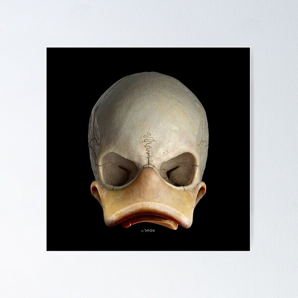 Item preview, SKULLDUCK 02-01 - duck skull designed and sold by Radu-Gabriel.