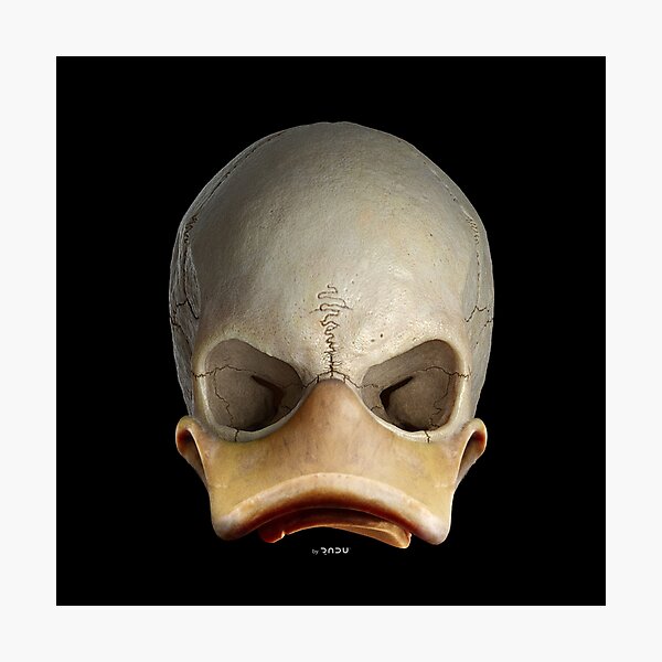 Item preview, SKULLDUCK 02-01 - duck skull designed and sold by Radu-Gabriel.