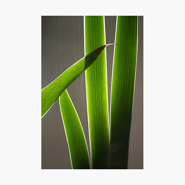 Item preview, Backlit Leaves designed and sold by Denitsa Prodanova.