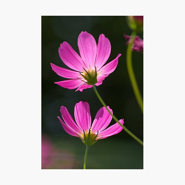 Item preview, Backlit cosmos designed and sold by Denitsa Prodanova.