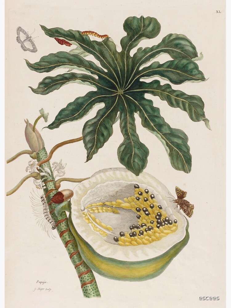 "Papaya Maria Sibylla Merian" Sticker for Sale by escees Redbubble