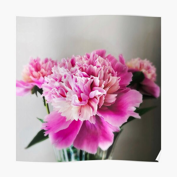 Gift for Gardener - Pink Peonies Poster