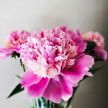 Artwork thumbnail, Gift for Gardener - Pink Peonies by OneDayArt