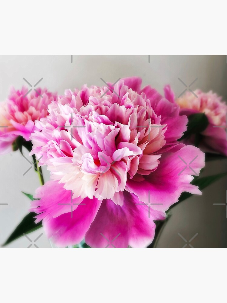 Gift for Gardener - Pink Peonies by OneDayArt