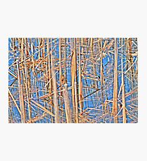 Reeds Photographic Print