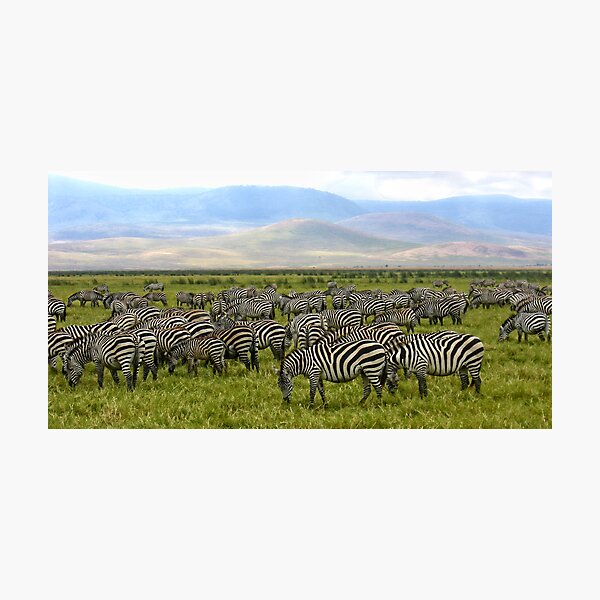 Zebras - Ngorongoro Crater, Tanzania, Africa Photographic Print